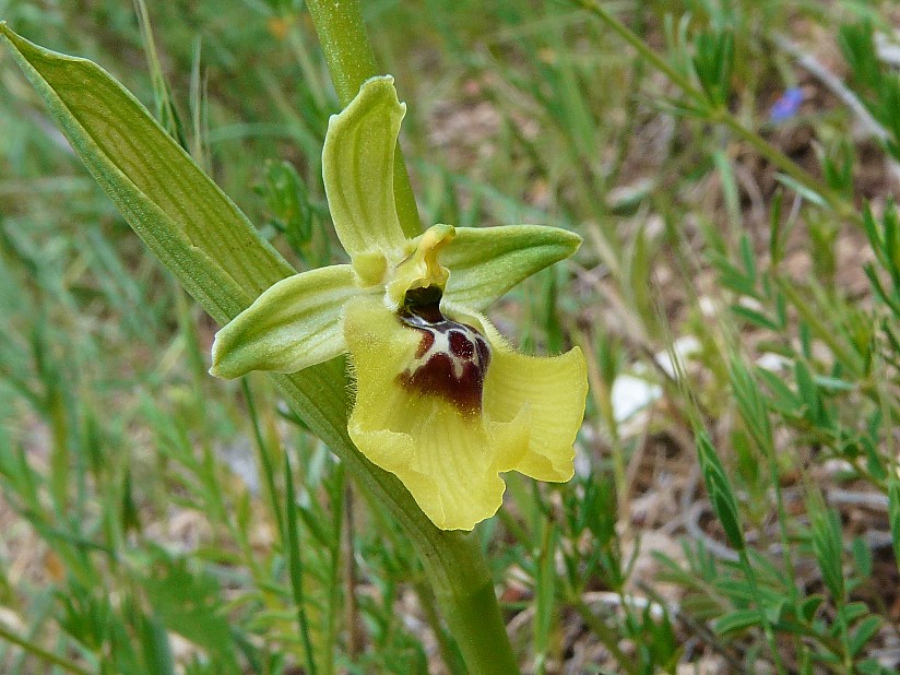 Ophrys lacaitae lojac.